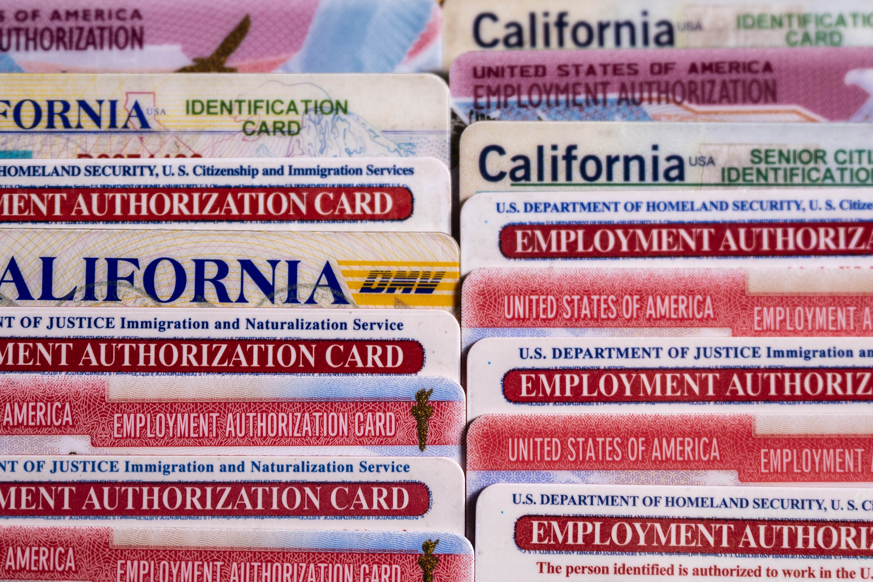 carranza_05 An up-close photo of a stack of California ID and Employment Authorization cards.