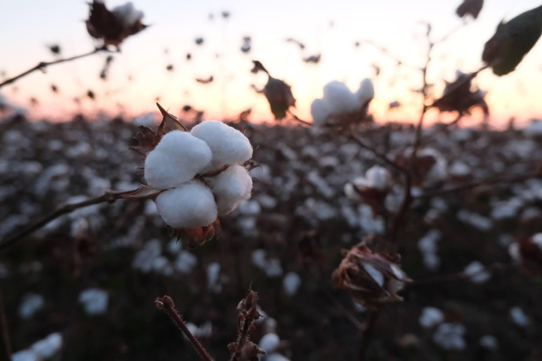 A close-up of a cotton plant growing on a farm.