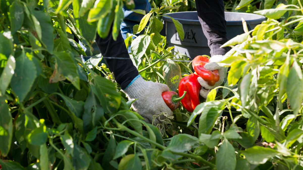 A pair of gloved hands harvesting three red bell peppers.