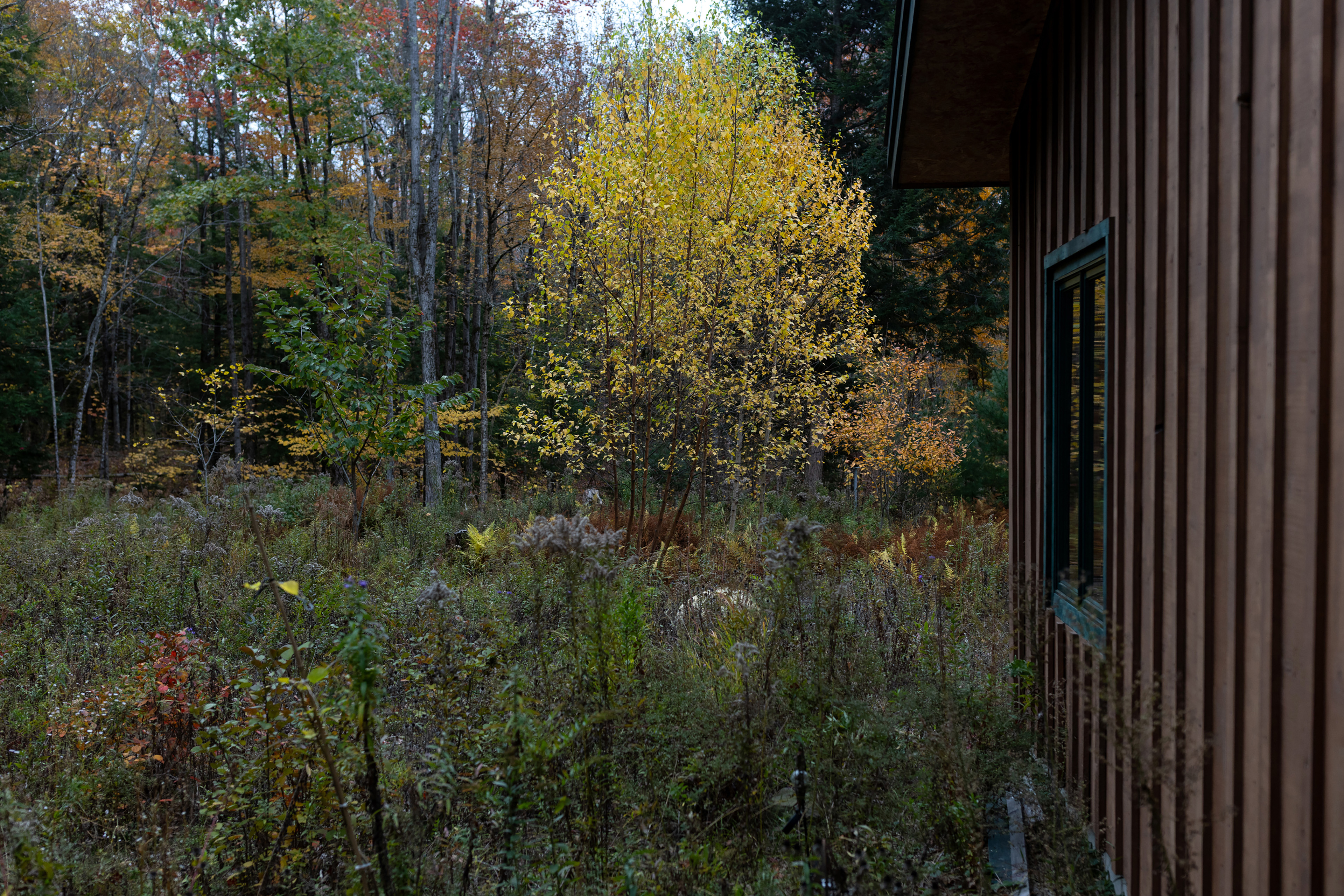 kovitch_07 A photo of a meadow adjacent to a house in Maine.