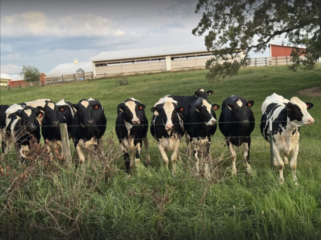 A row of cows standing in a grassy field.