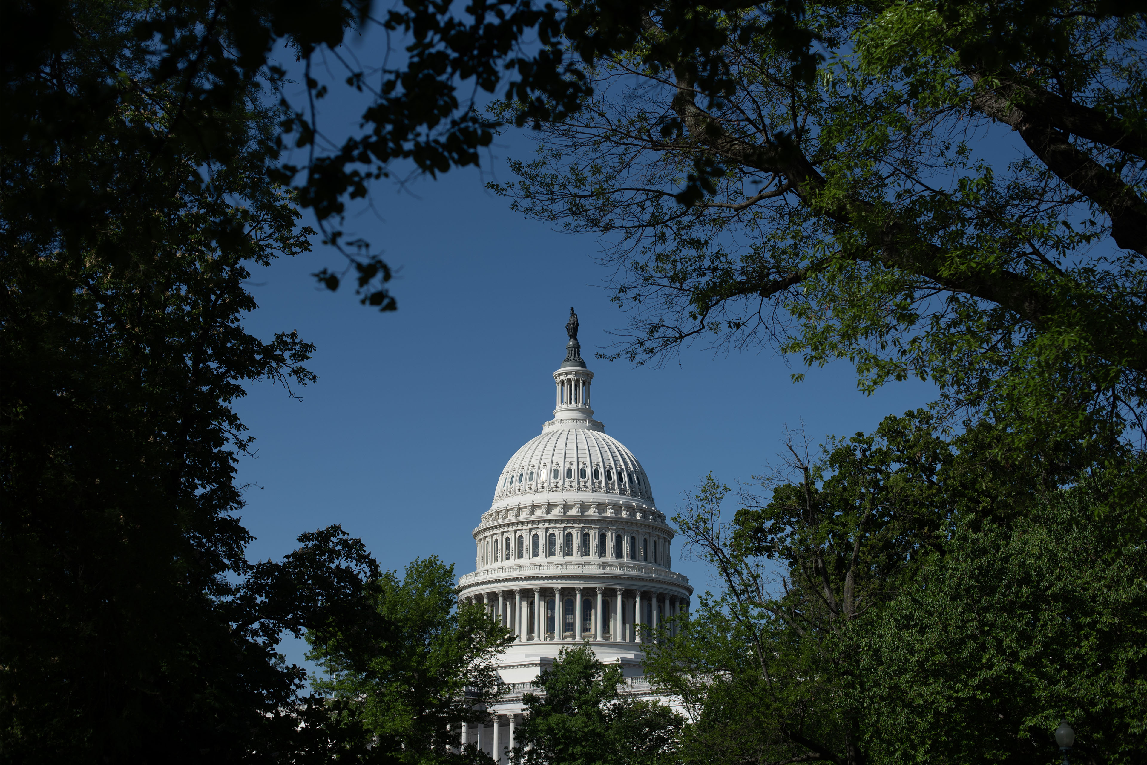 A photo of the rotunda of the US Capitol framed by foliaged on both sides.