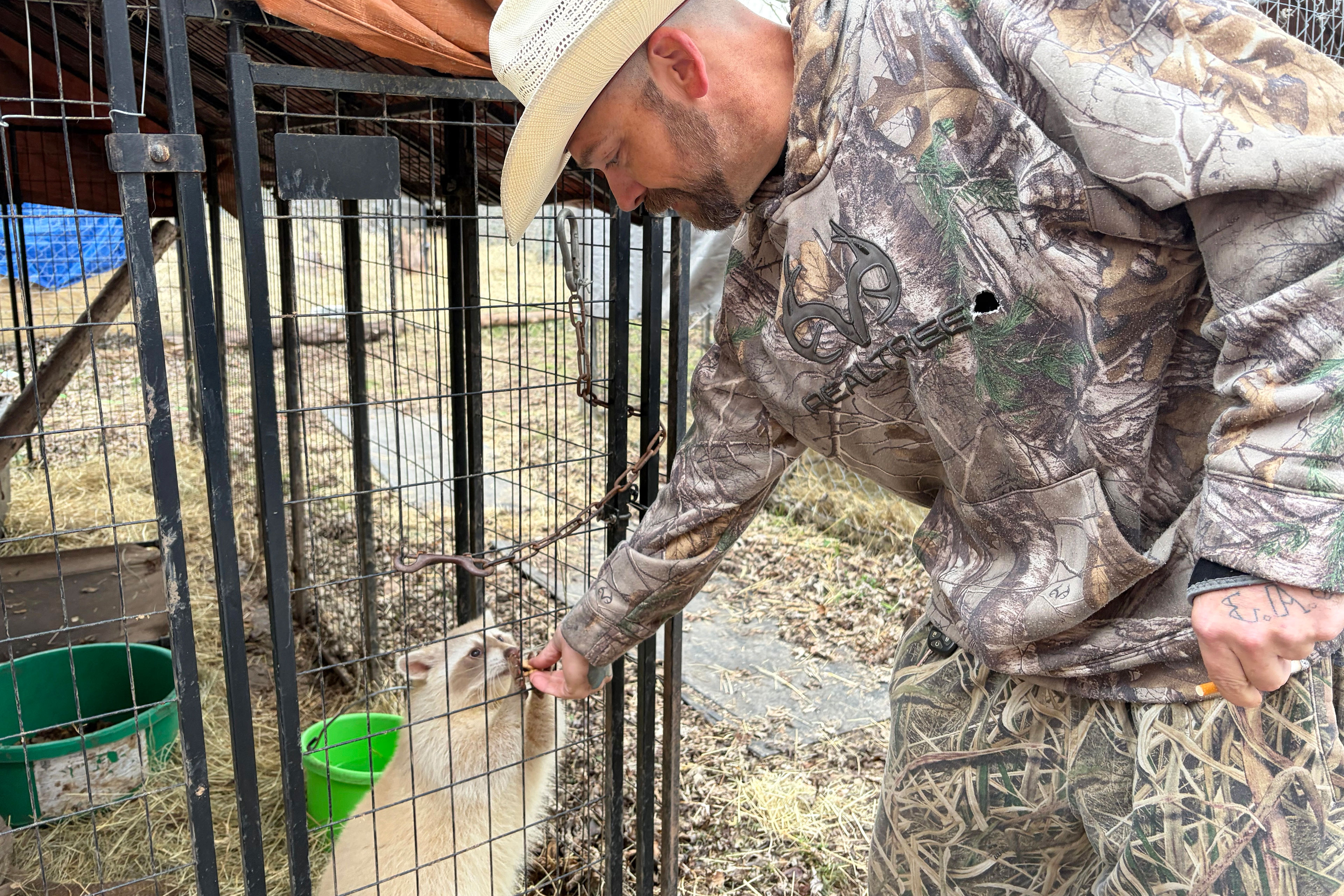 sory2_3840x2560web A man wearing a camouflage sweatshirt and pants leans over to hand a piece of food through the bars of a cage to a pale raccoon who takes it with his paws.