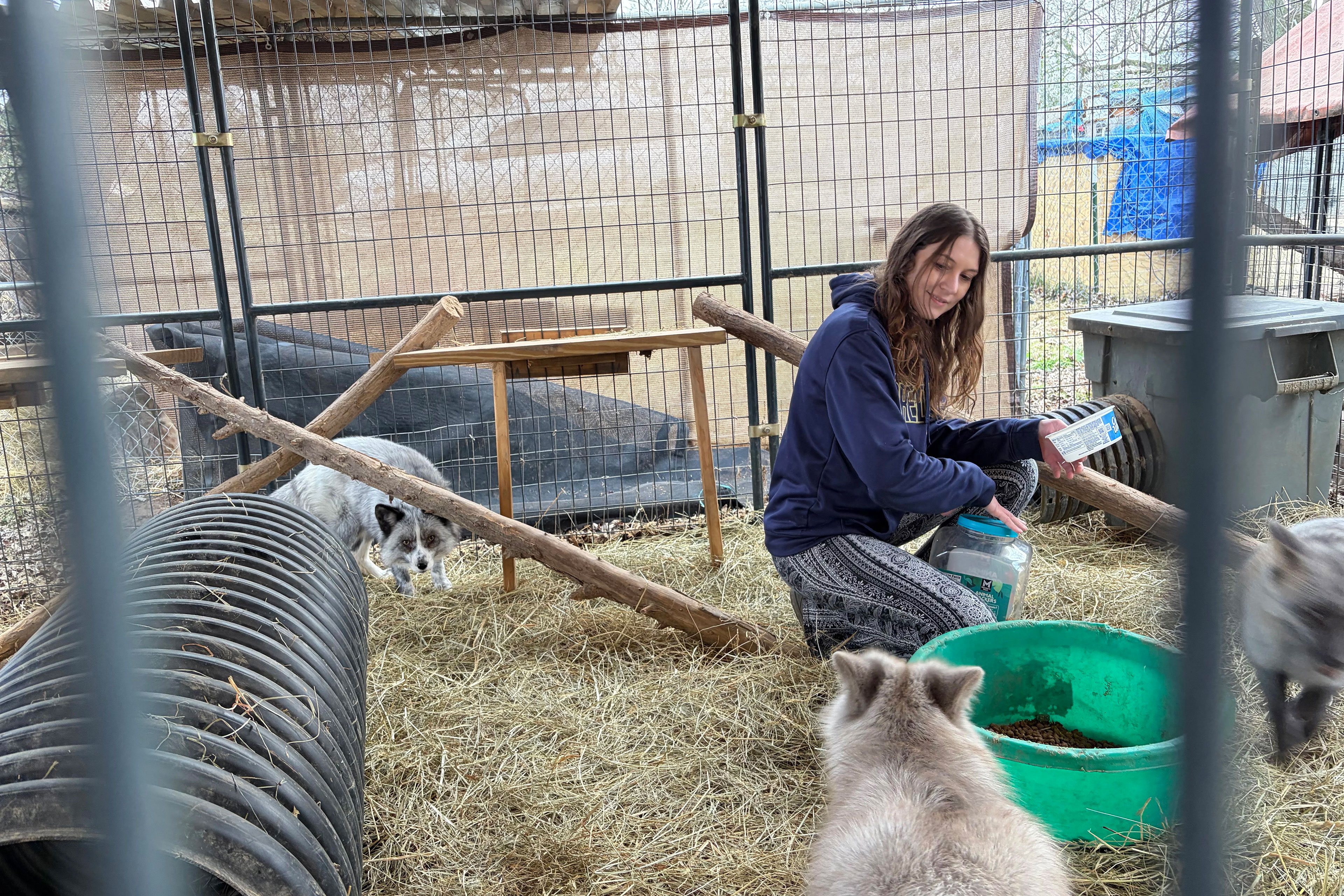 sory3_3840x2560web A woman in a dark blue sweatshirt squats in the middle of a cage beside a bin with food in it. Three gray foxes surround her.