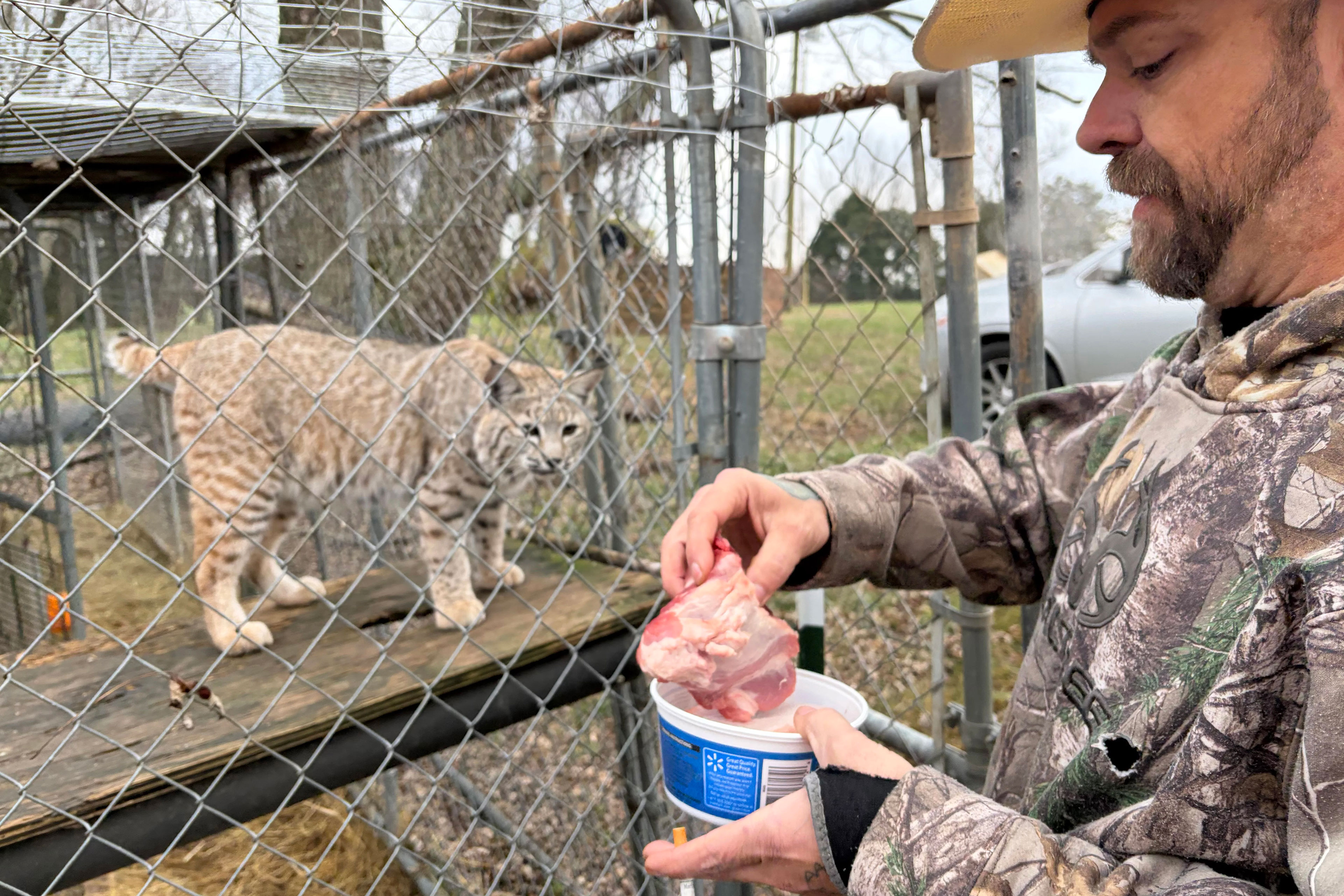sory4_3840x2560web A man in a camouflage sweatshirt holds a plastic container in his left hand and picks a large chunk of raw meat out of it with his right hand. In the large cage beside him, a bobcat stands on a plank about waist-height and looks at the meat.