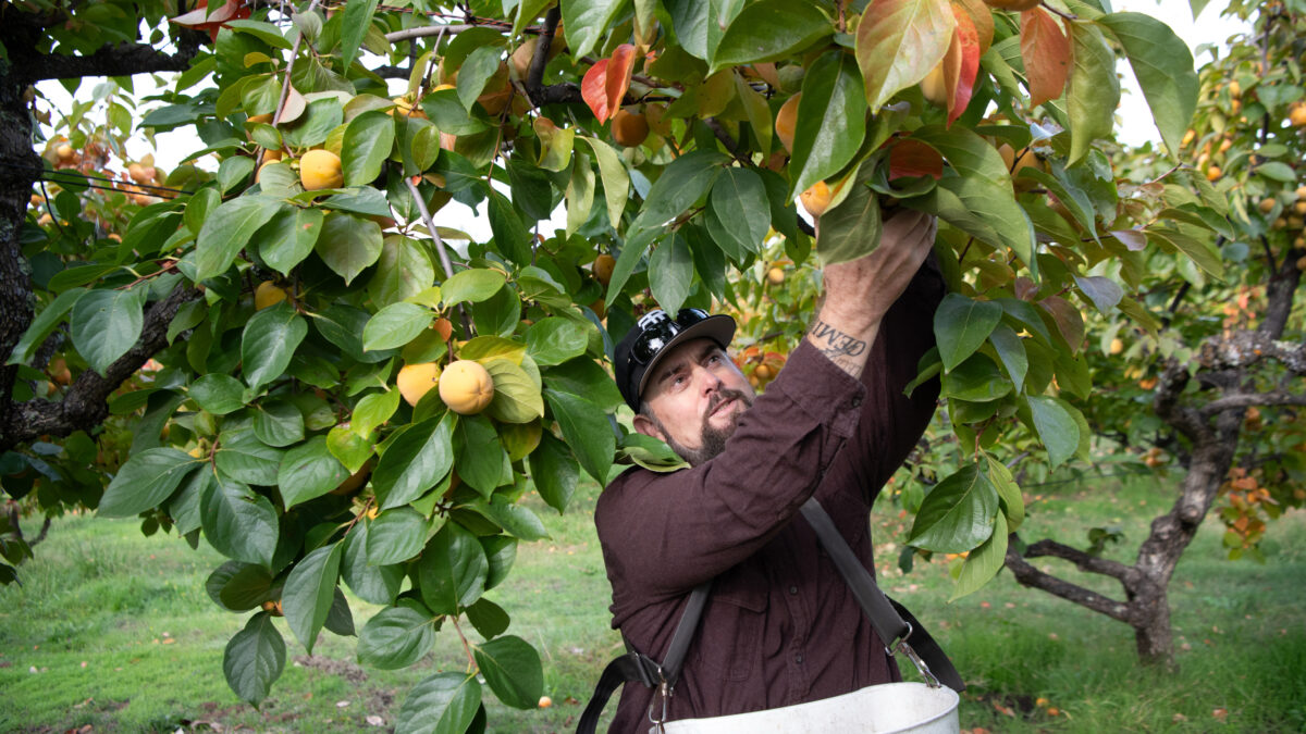 A photo of a man at an orchard picking persimmons from a tree.