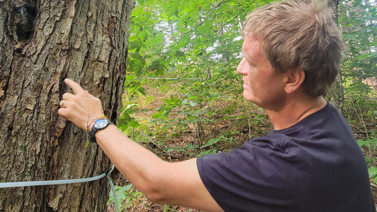 A photo of a man checking a maple tree outside.